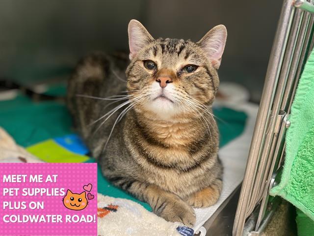 CHIP, Adoptable, Young Male Domestic Short Hair.