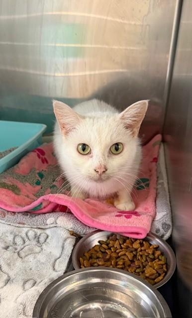 Enlarge Angela, an adopted Domestic Short Hair in Warren, OH image 1/4