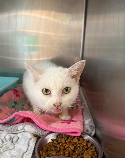 Enlarge Angela, an adopted Domestic Short Hair in Warren, OH image 2/4