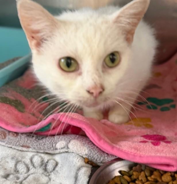 Enlarge Angela, an adopted Domestic Short Hair in Warren, OH image 4/4