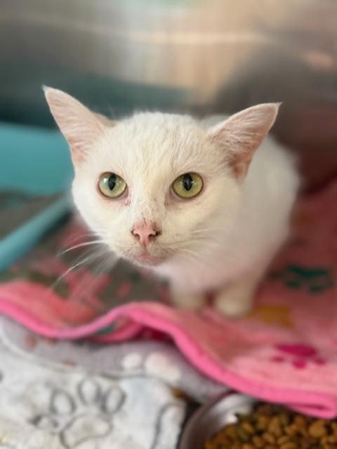 Enlarge Angela, an adopted Domestic Short Hair in Warren, OH image 3/4