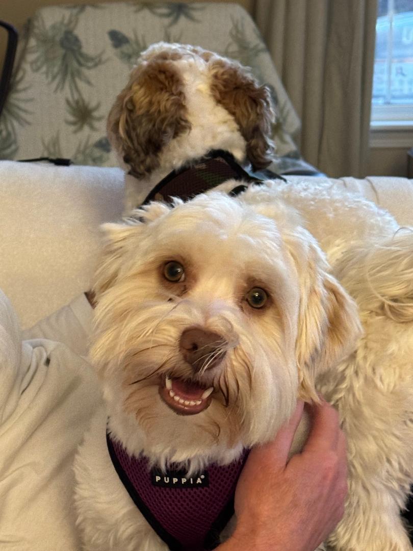 Toby in Vernon Hills, Illinois, a ADOPTABLE Havanese in Vernon Hills, IL image 3/3