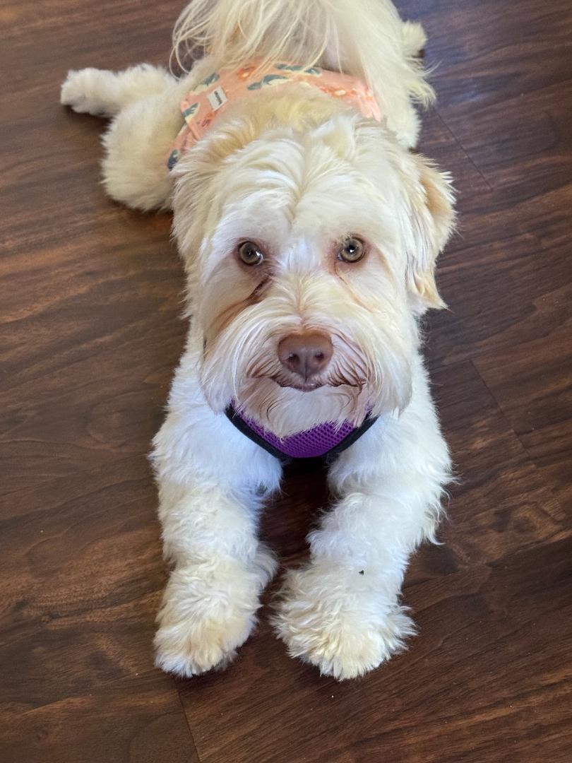 Toby in Vernon Hills, Illinois, a ADOPTABLE Havanese in Vernon Hills, IL image 1/3