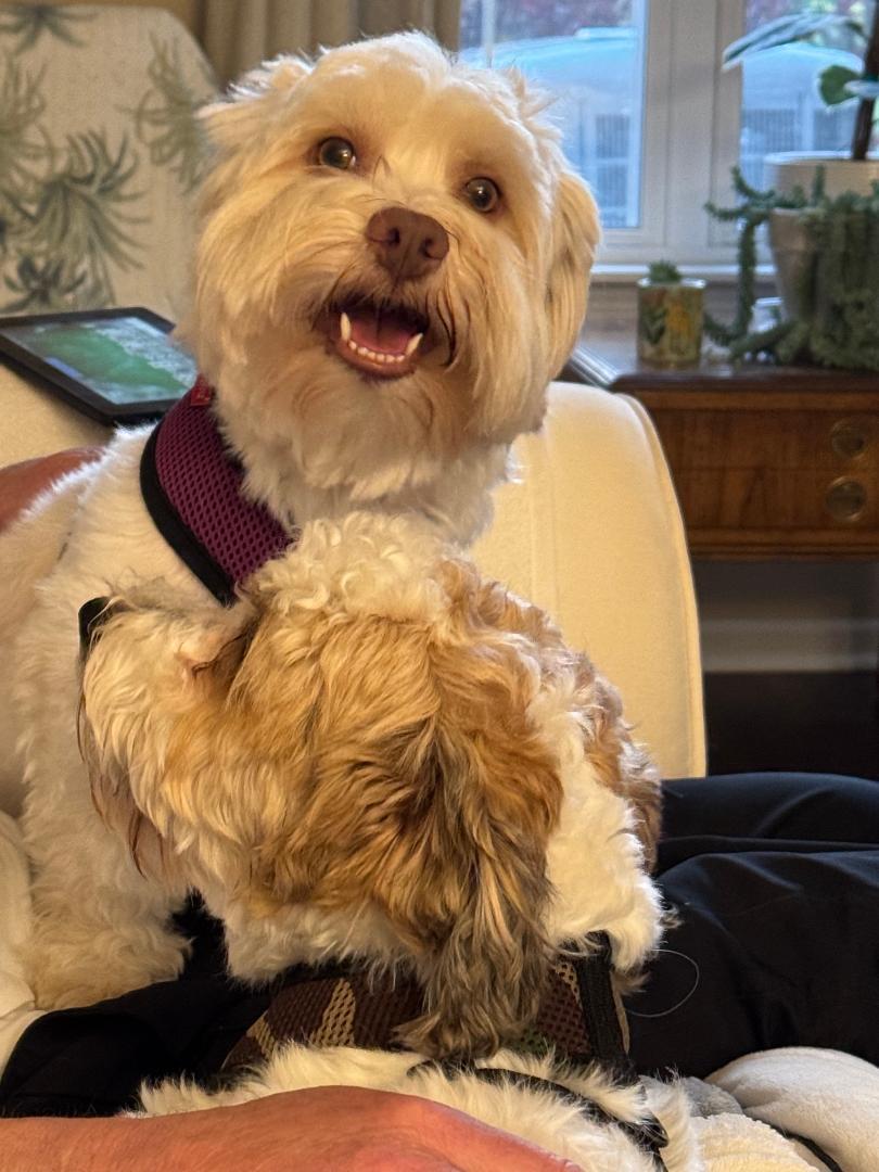Toby in Vernon Hills, Illinois, a ADOPTABLE Havanese in Vernon Hills, IL image 2/3