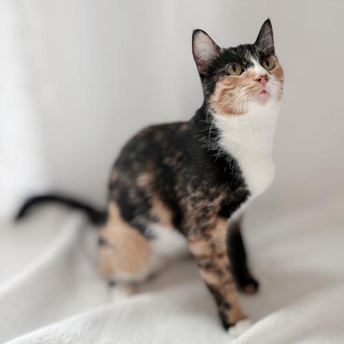 Enlarge Millie, a Adoptable mixed breed in Brandon, FL image 1/6