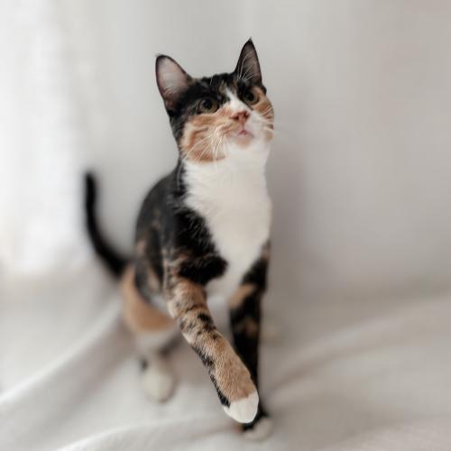 Enlarge Millie, a Adoptable mixed breed in Brandon, FL image 2/6