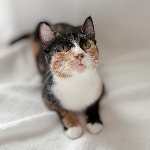 Enlarge Millie, a Adoptable mixed breed in Brandon, FL image 3/6