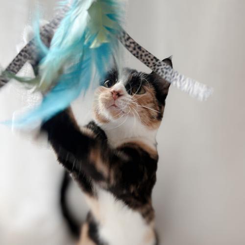 Enlarge Millie, a Adoptable mixed breed in Brandon, FL image 4/6