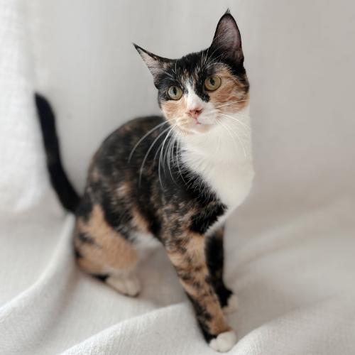 Enlarge Millie, a Adoptable mixed breed in Brandon, FL image 6/6