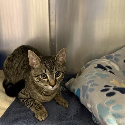 Enlarge Simba, an adopted Domestic Short Hair in Worcester, MA image 1/1