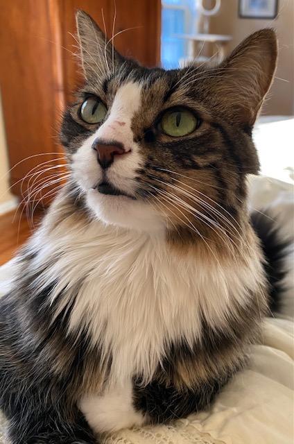 Honey, Adoptable, Senior Female Domestic Long Hair.