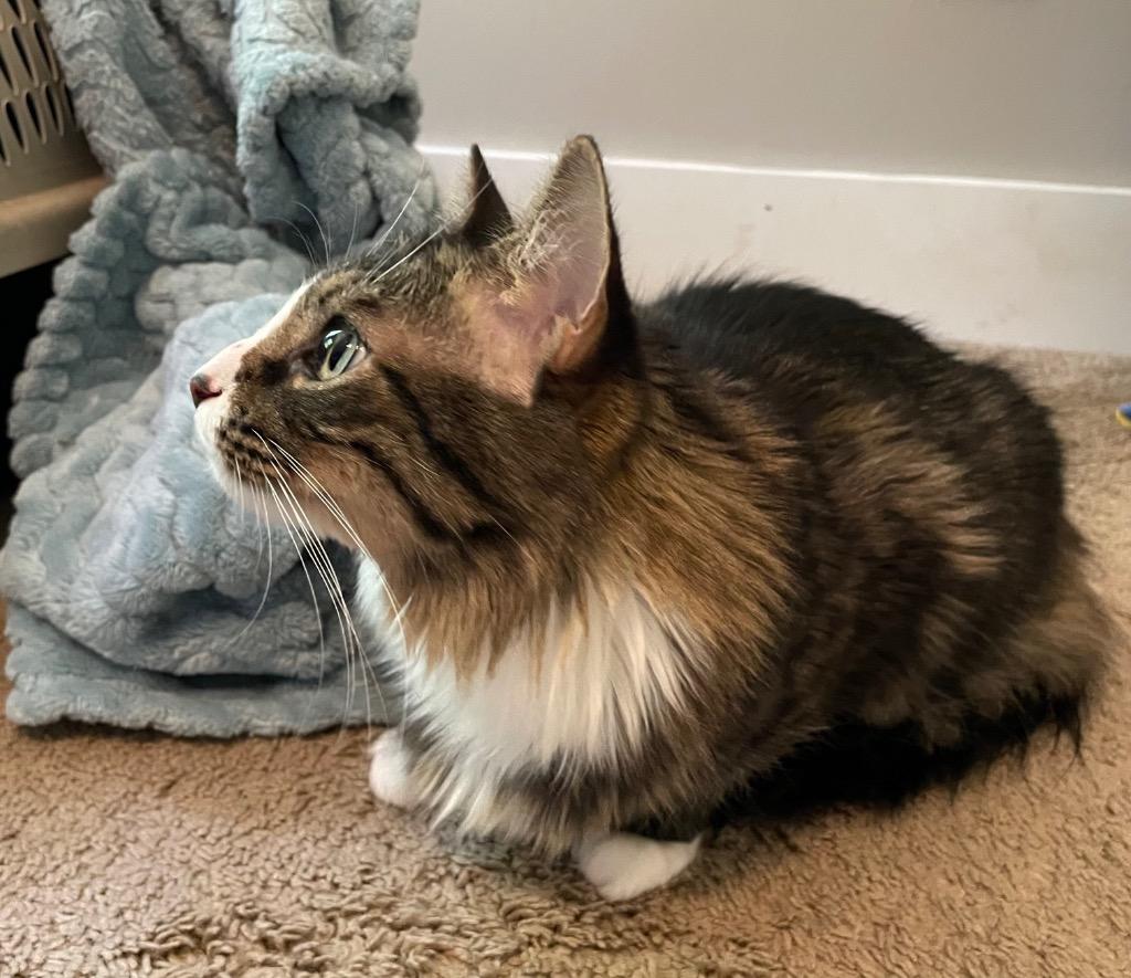 Honey, Adoptable, Senior Female Domestic Long Hair.