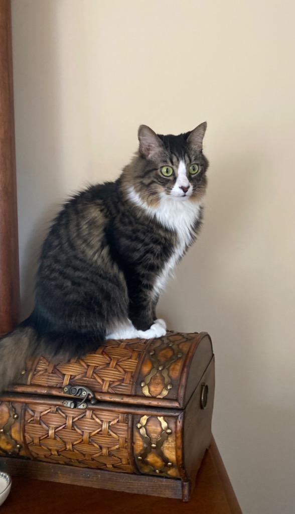 Enlarge Honey, a Adoptable mixed breed in Evans, GA image 3/4