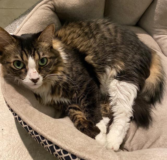 Enlarge Honey, a Adoptable mixed breed in Evans, GA image 4/4