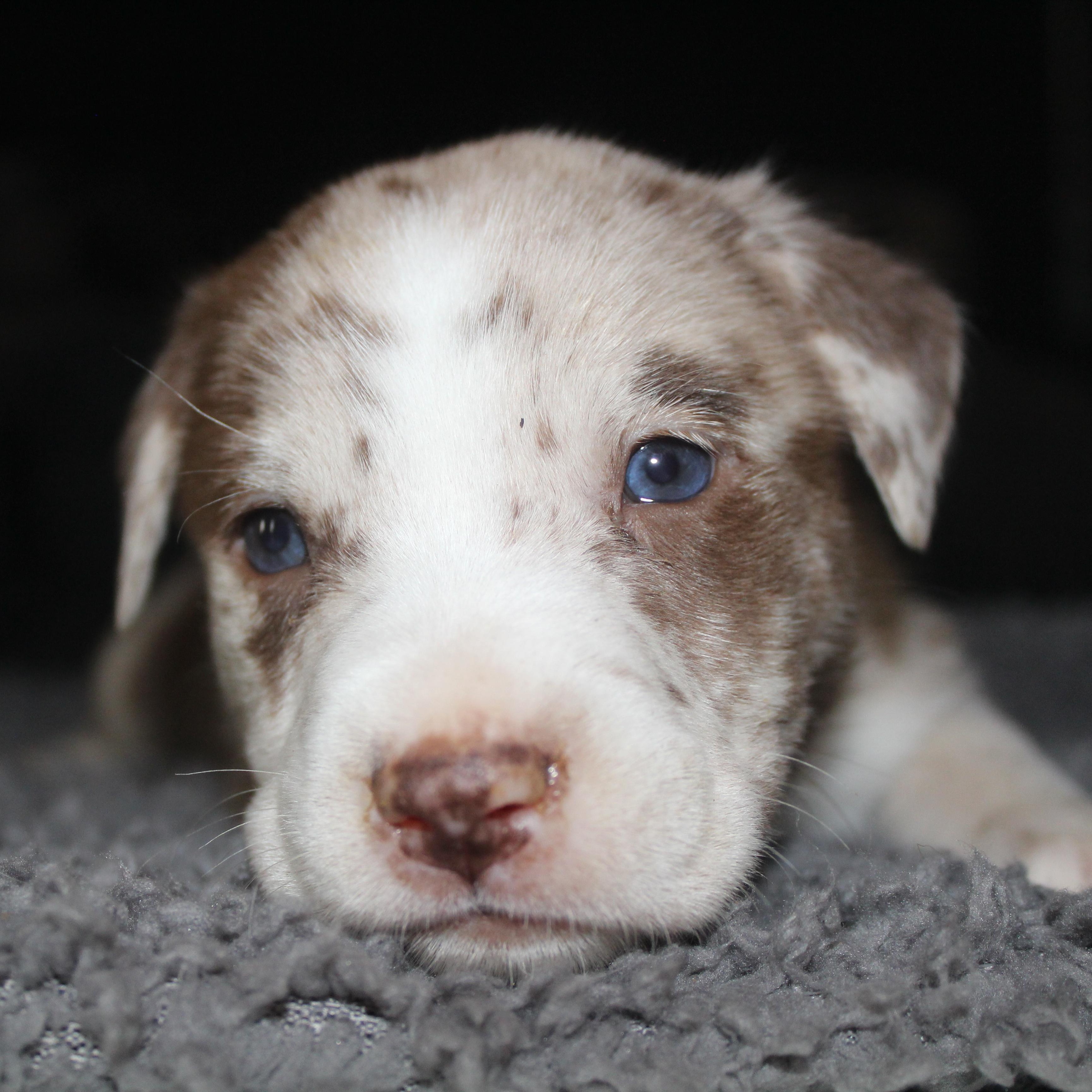 Enlarge Reese’s , a ADOPTABLE mixed breed in Salem, WI image 2/2