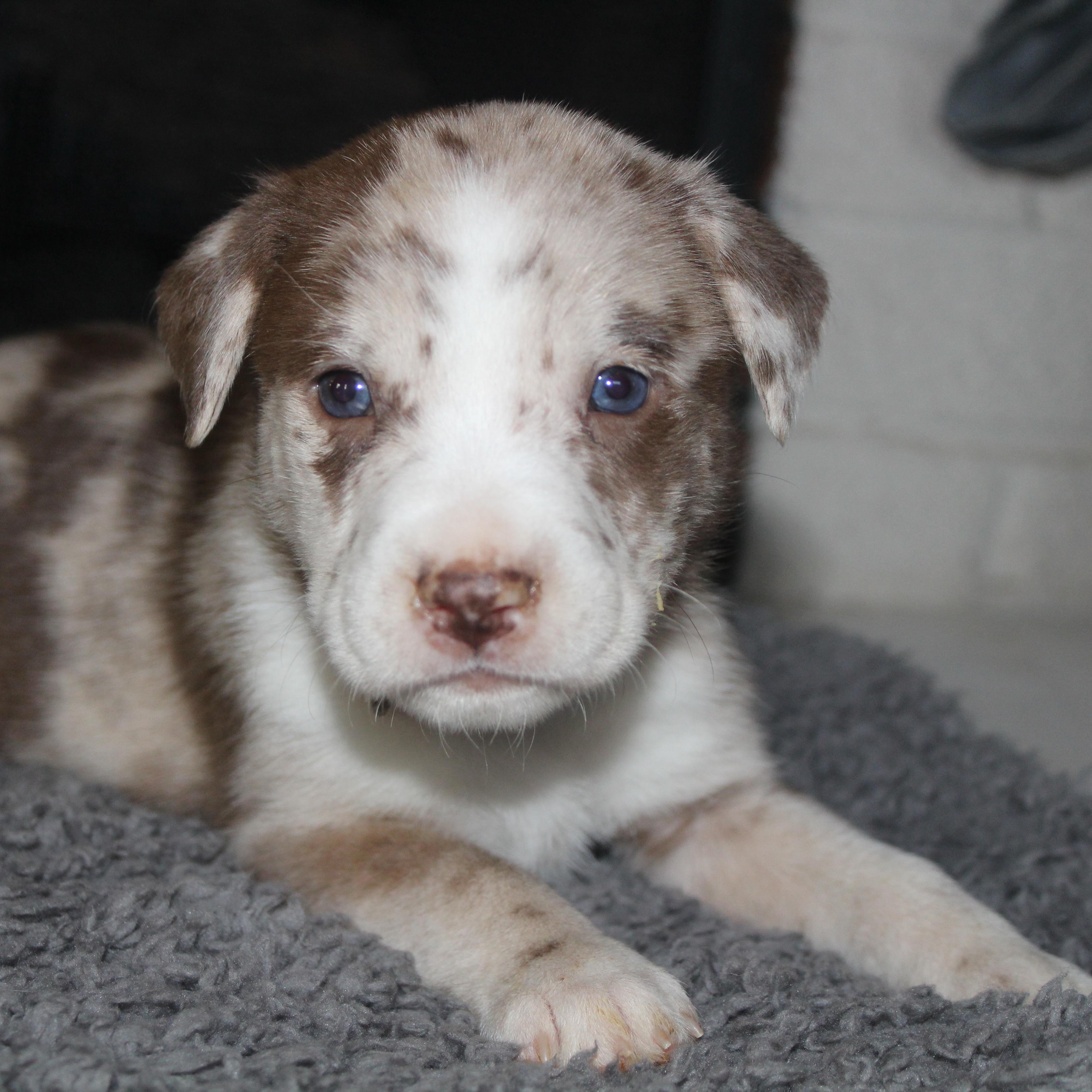 Enlarge Reese’s , a ADOPTABLE mixed breed in Salem, WI image 1/2