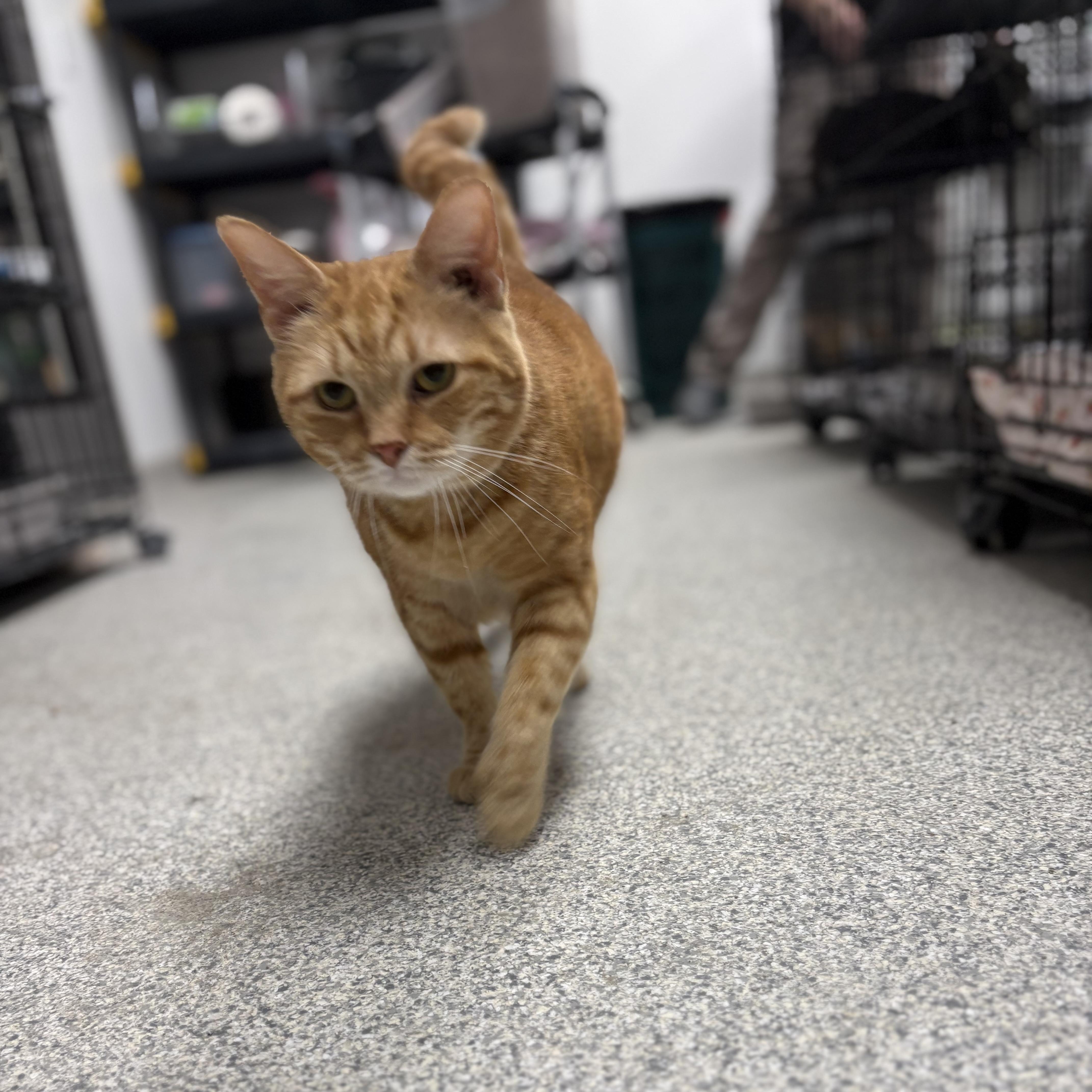 Sweetie, an adopted Domestic Short Hair in Youngstown, OH image 3/3