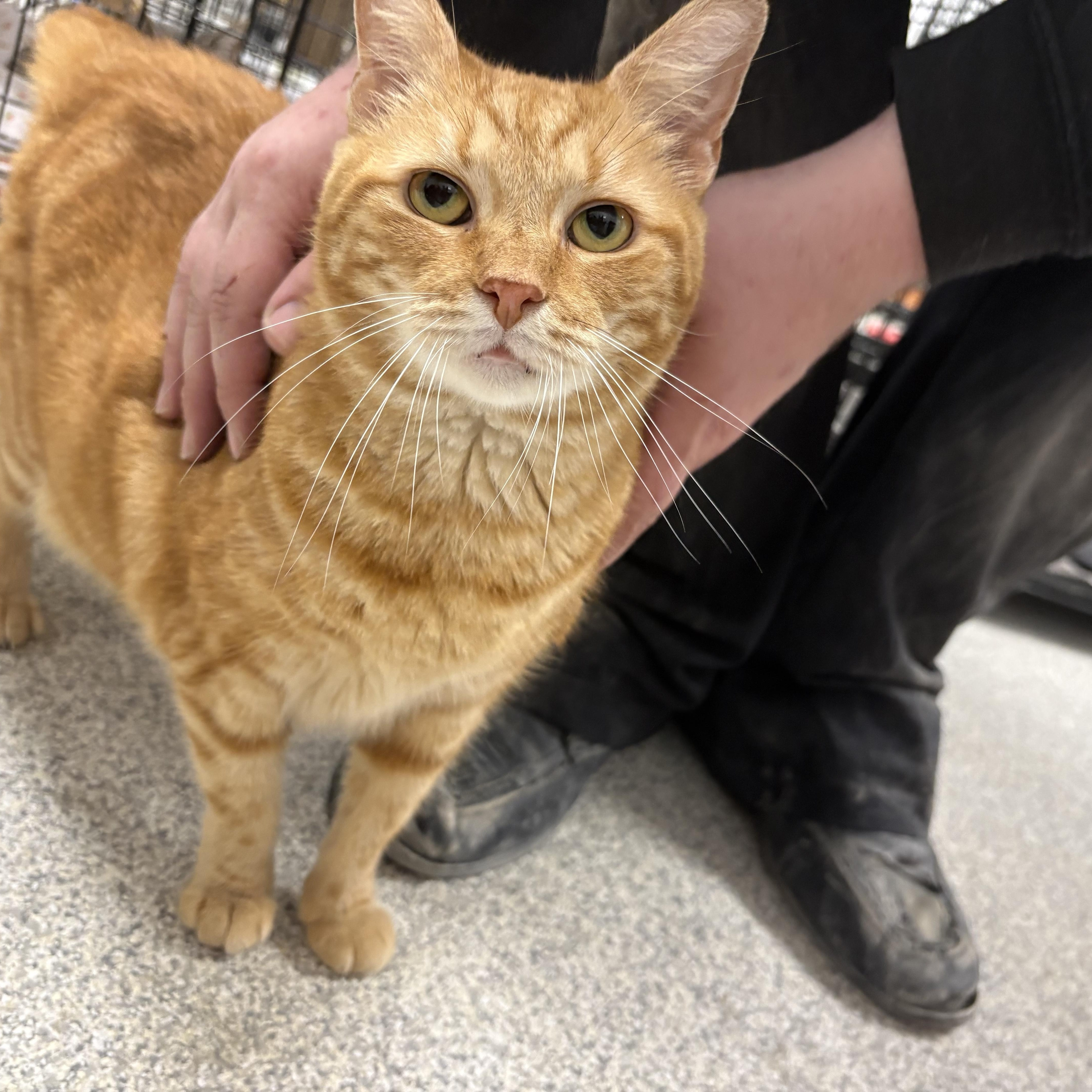 Sweetie, an adopted Domestic Short Hair in Youngstown, OH image 1/3