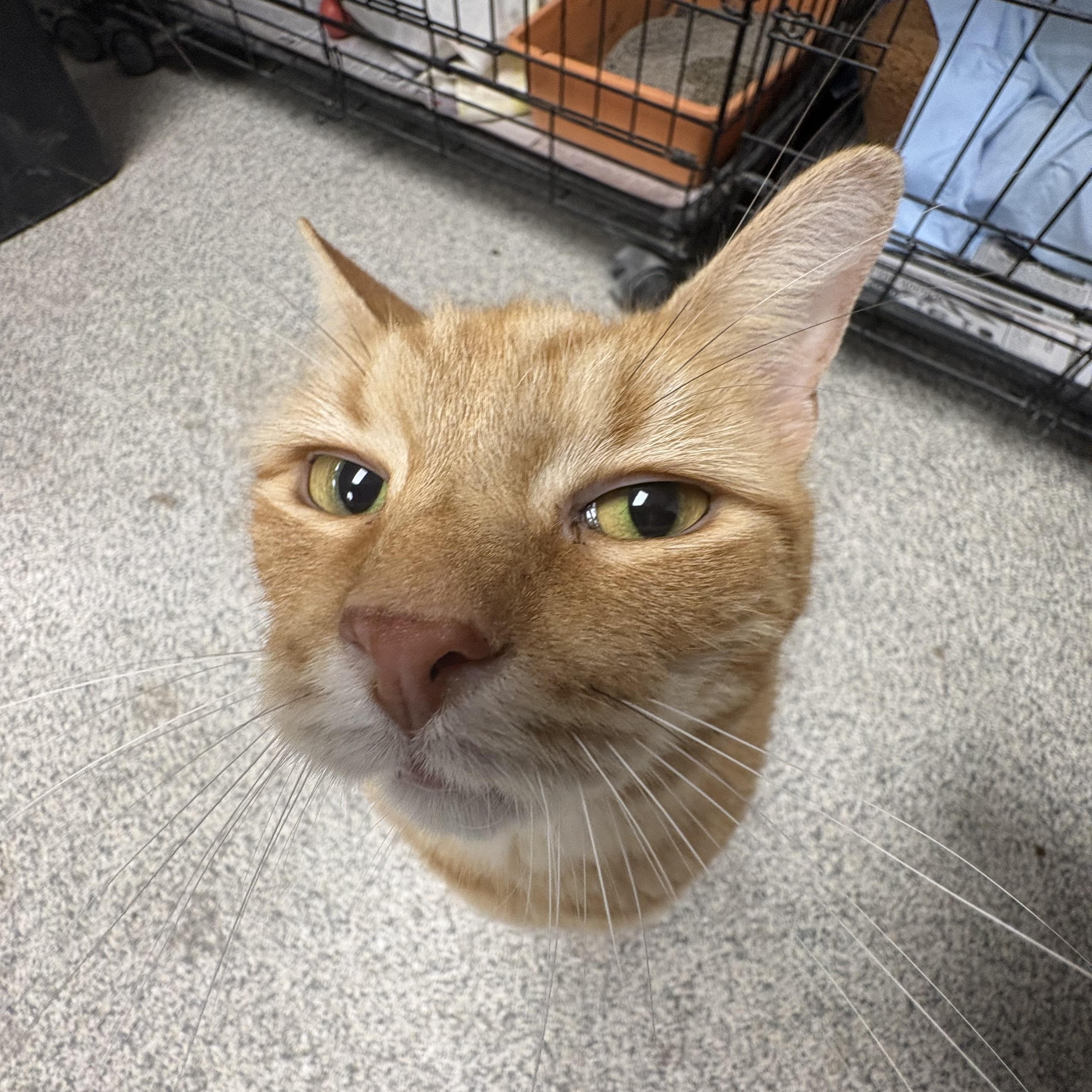 Sweetie, an adopted Domestic Short Hair in Youngstown, OH image 2/3