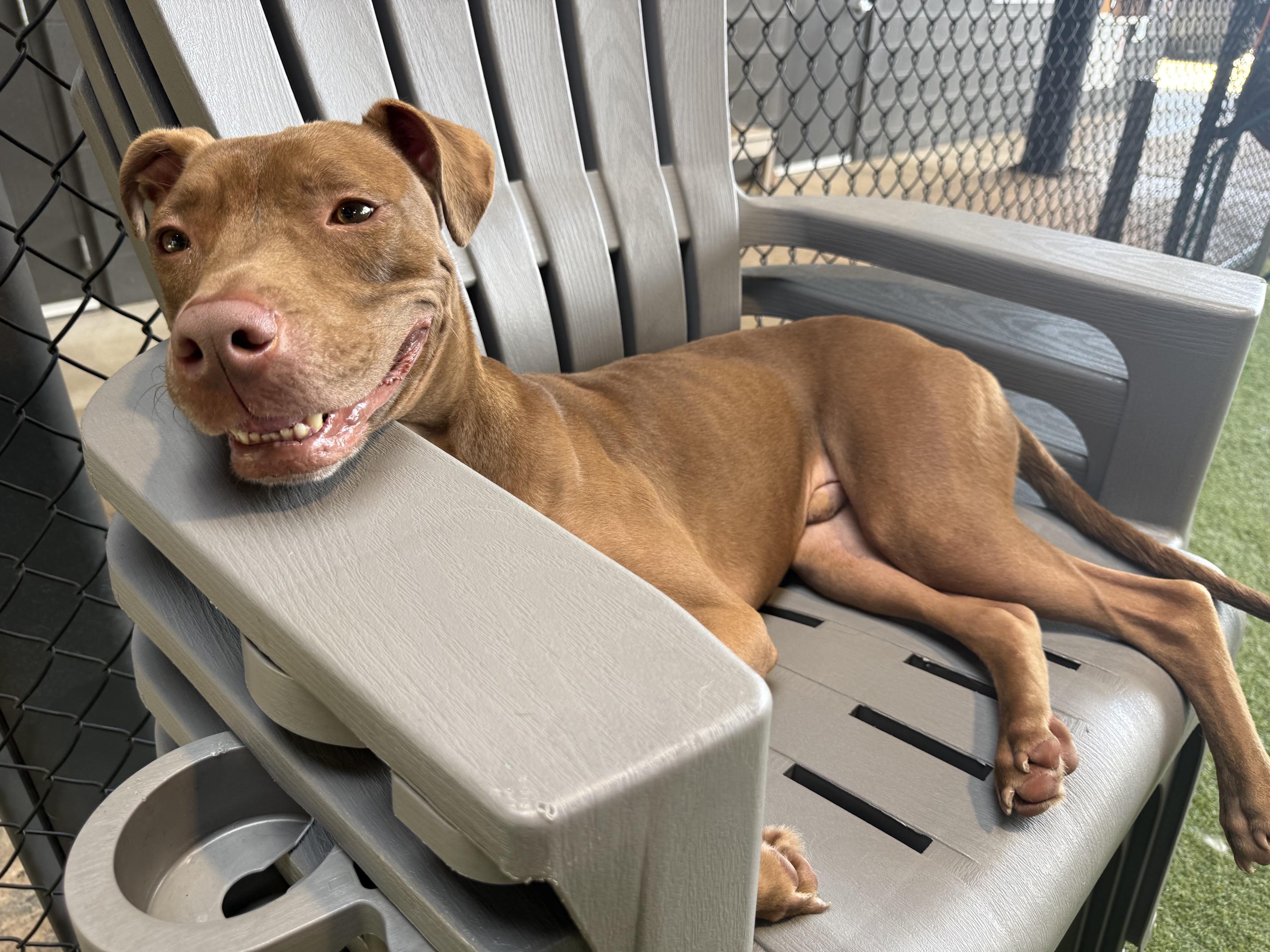 Enlarge Zowie, a Adoptable mixed breed in Birmingham, AL image 1/4
