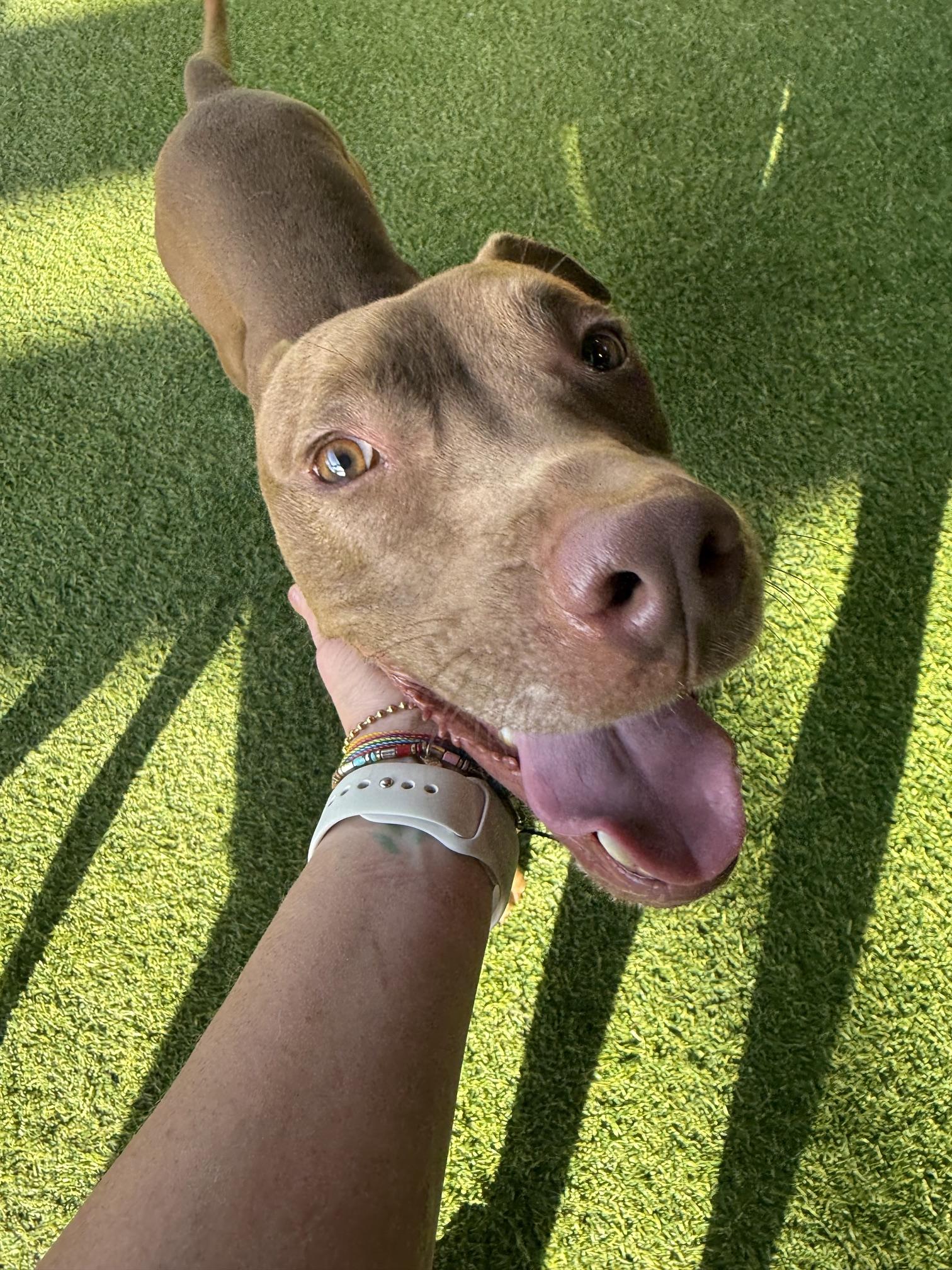 Enlarge Zowie, a Adoptable mixed breed in Birmingham, AL image 3/4