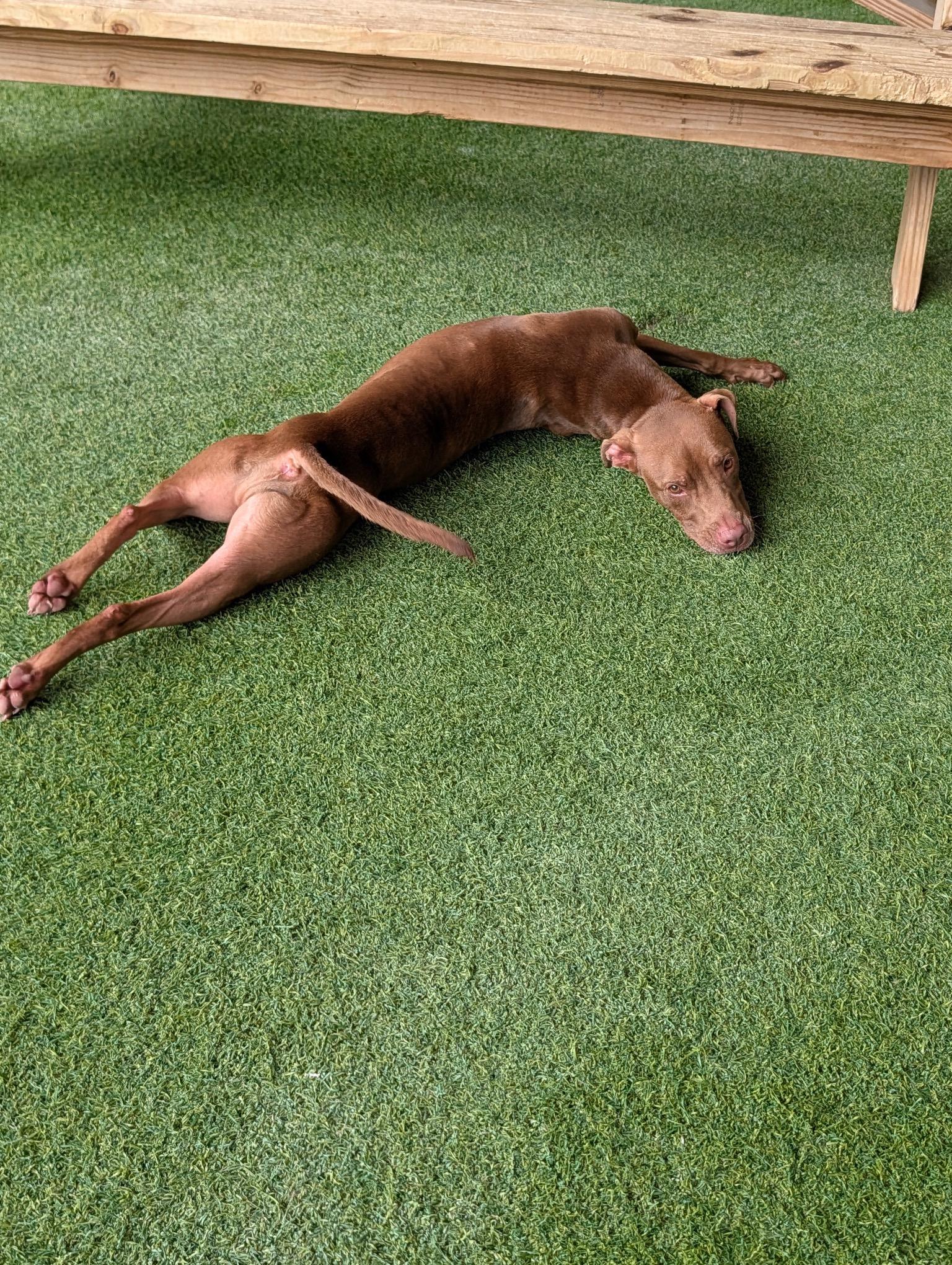 Enlarge Zowie, a Adoptable mixed breed in Birmingham, AL image 2/4