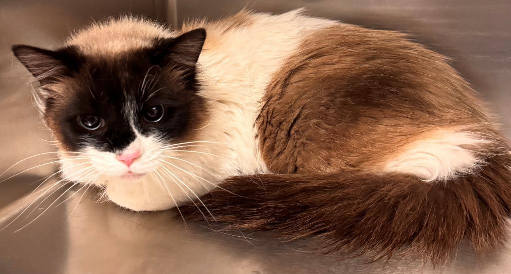 Tabatha, Adoptable, Adult Female Domestic Long Hair.