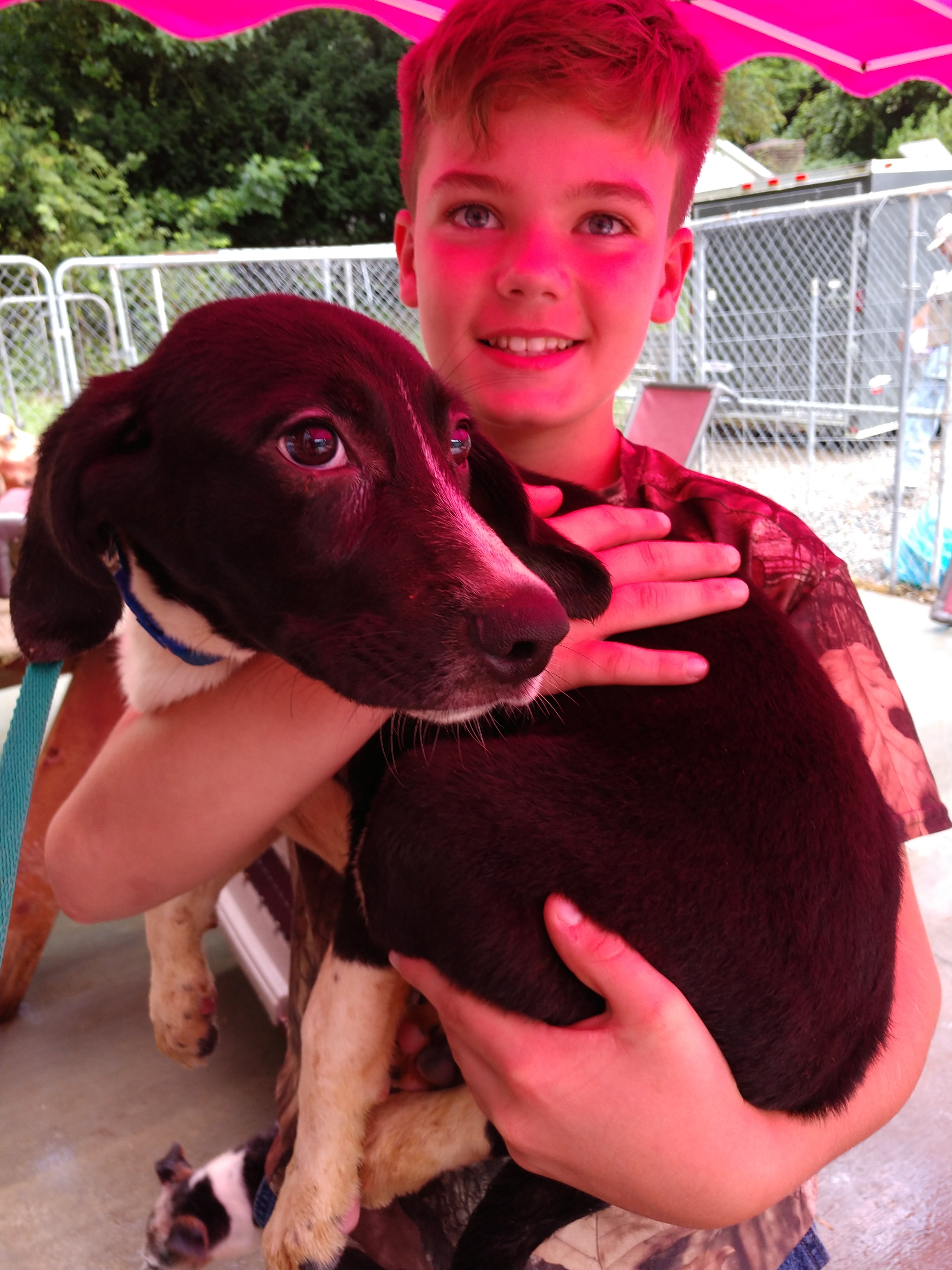 Zane, Adopted, Puppy Male Border Collie & Black and Tan Coonhound.