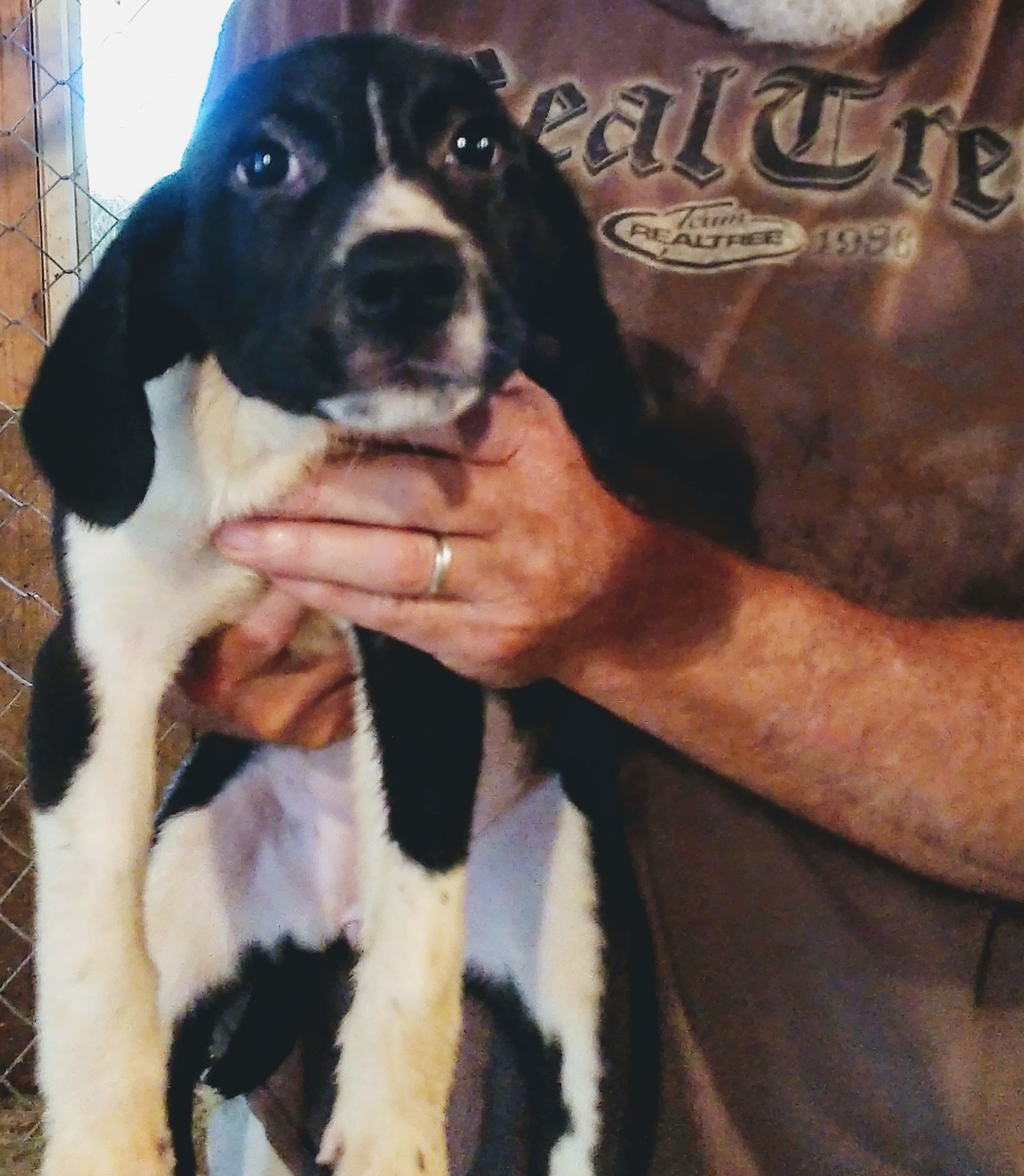 Enlarge Zane, a Adopted mixed breed in Mountain City, TN image 2/4