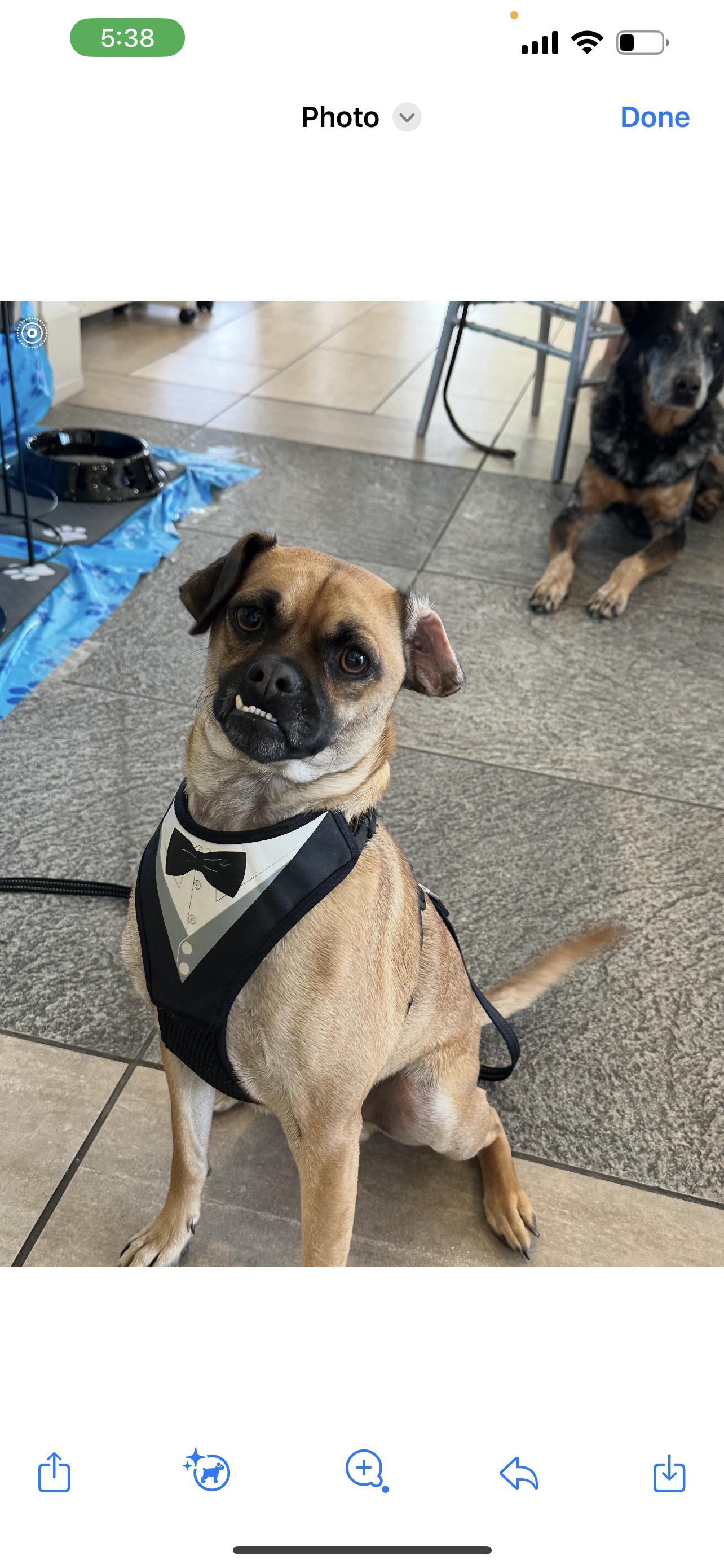 Harpoon (Bonded to Davey)