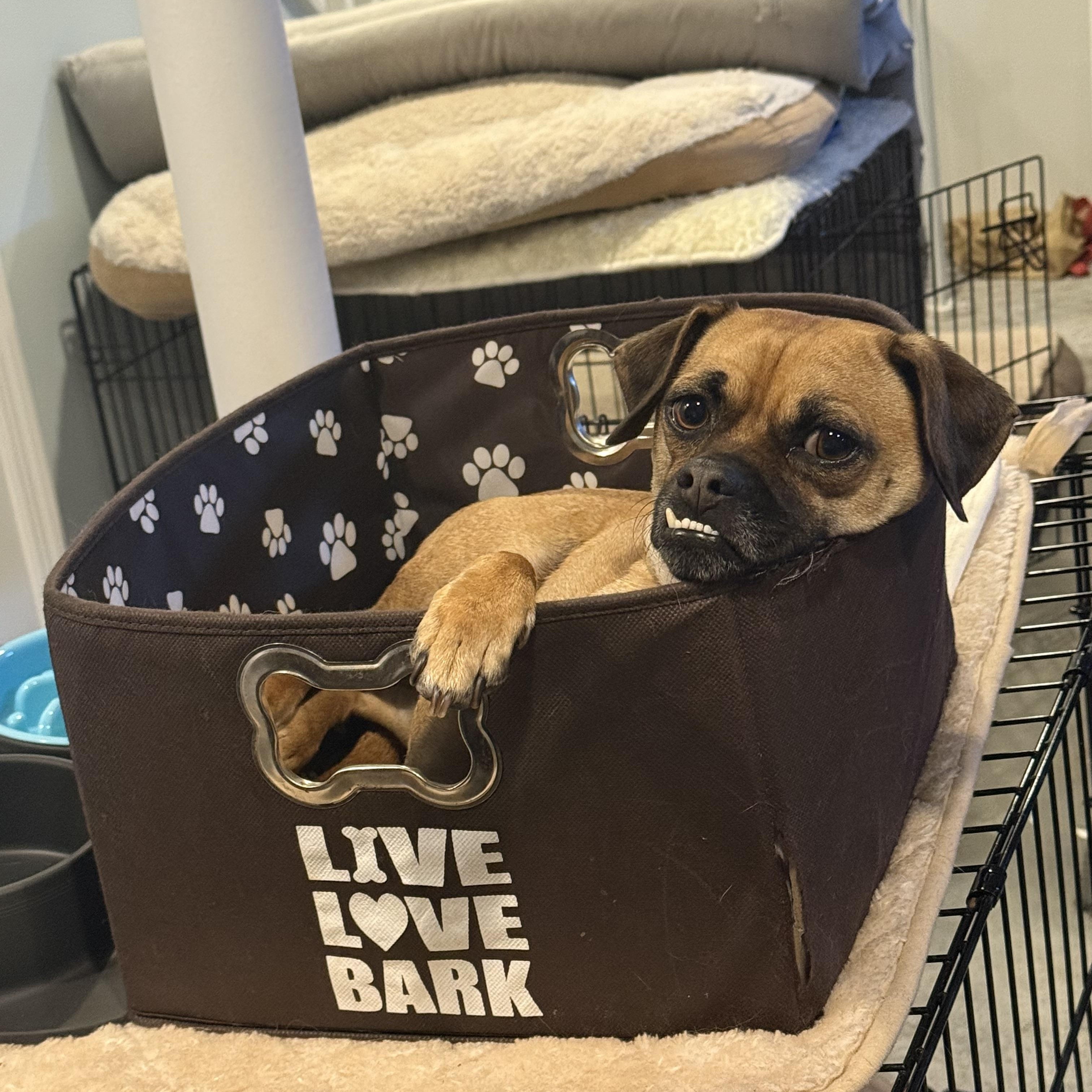 Harpoon (Bonded to Davey)