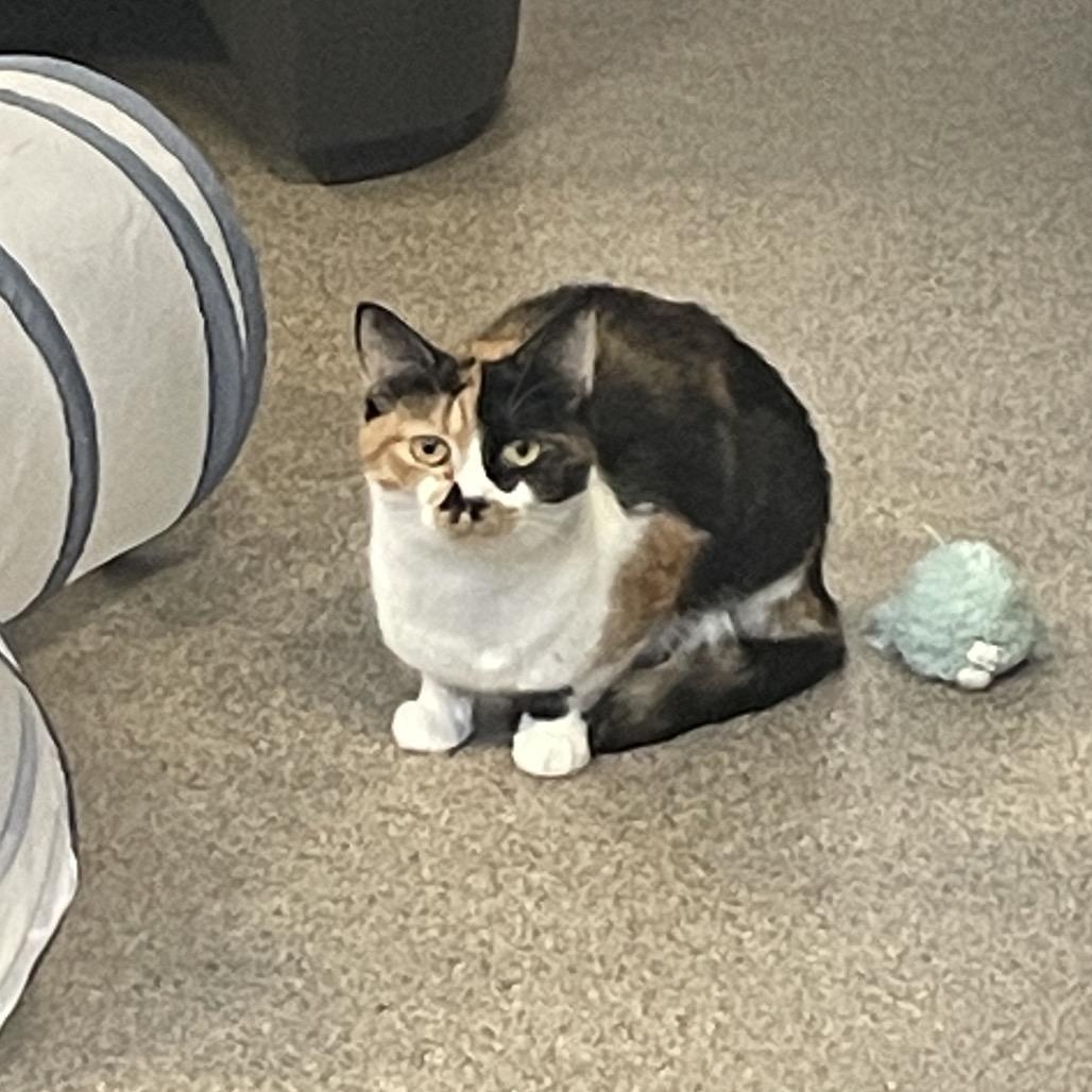 Callie (Mama), Adoptable, Senior Female Domestic Short Hair.