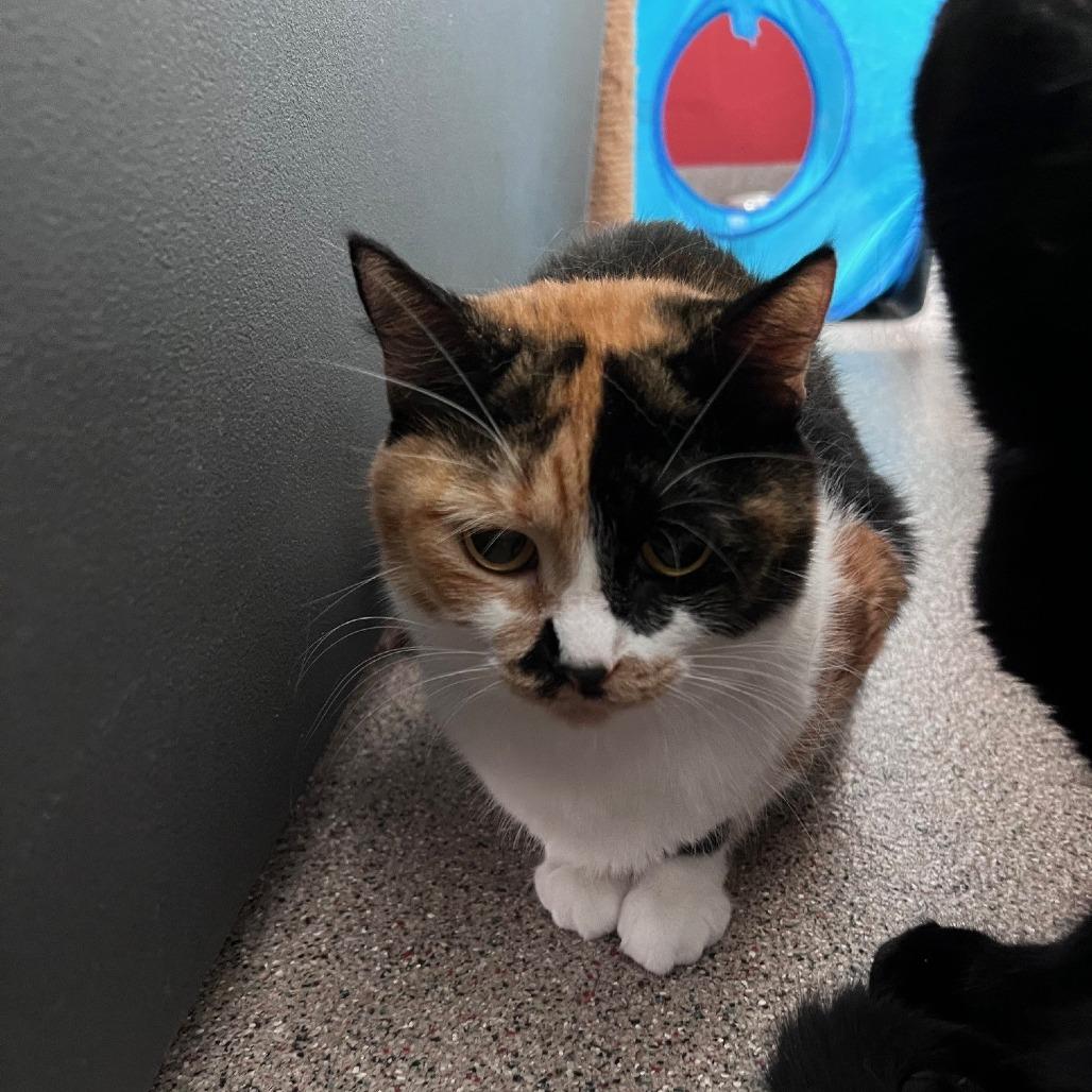 Callie (Mama), Adoptable, Senior Female Domestic Short Hair.