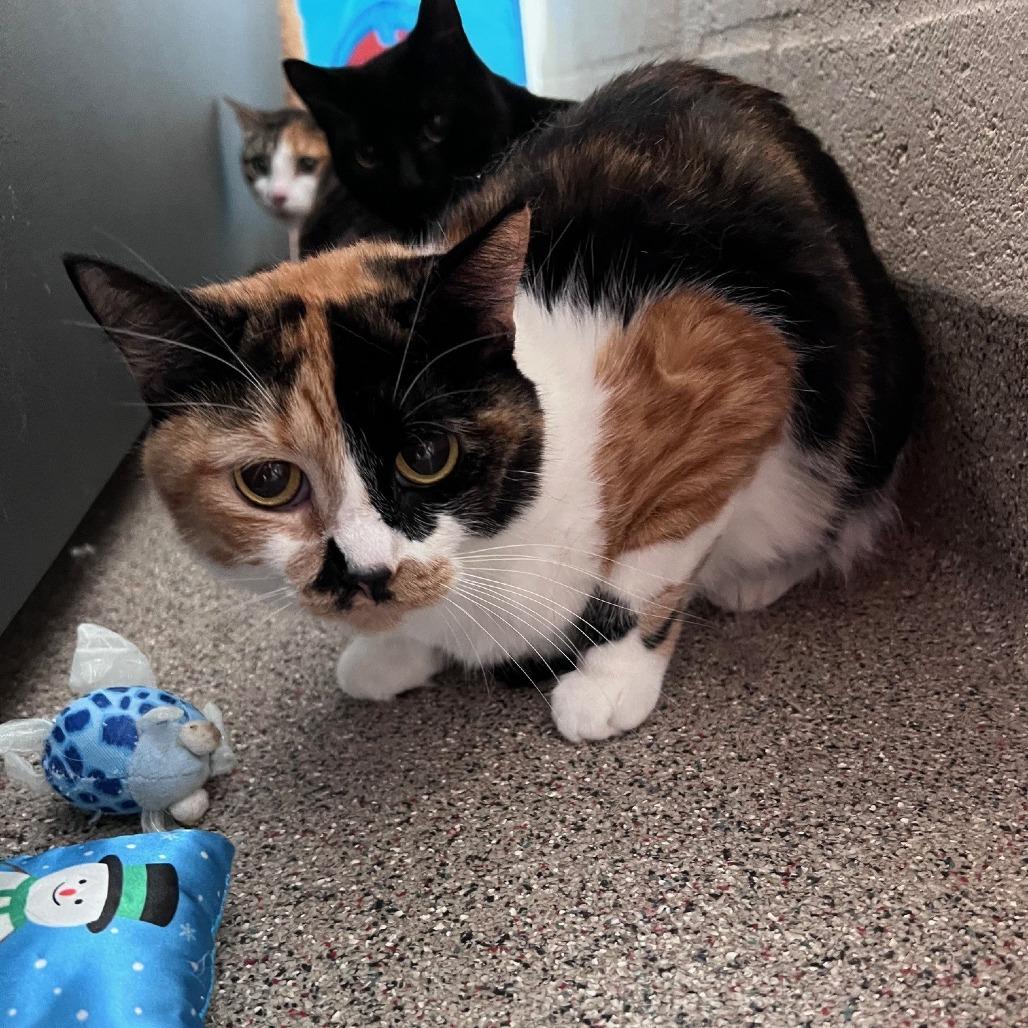 Enlarge Callie (Mama), a Adoptable Domestic Short Hair in Sarasota, FL image 2/2