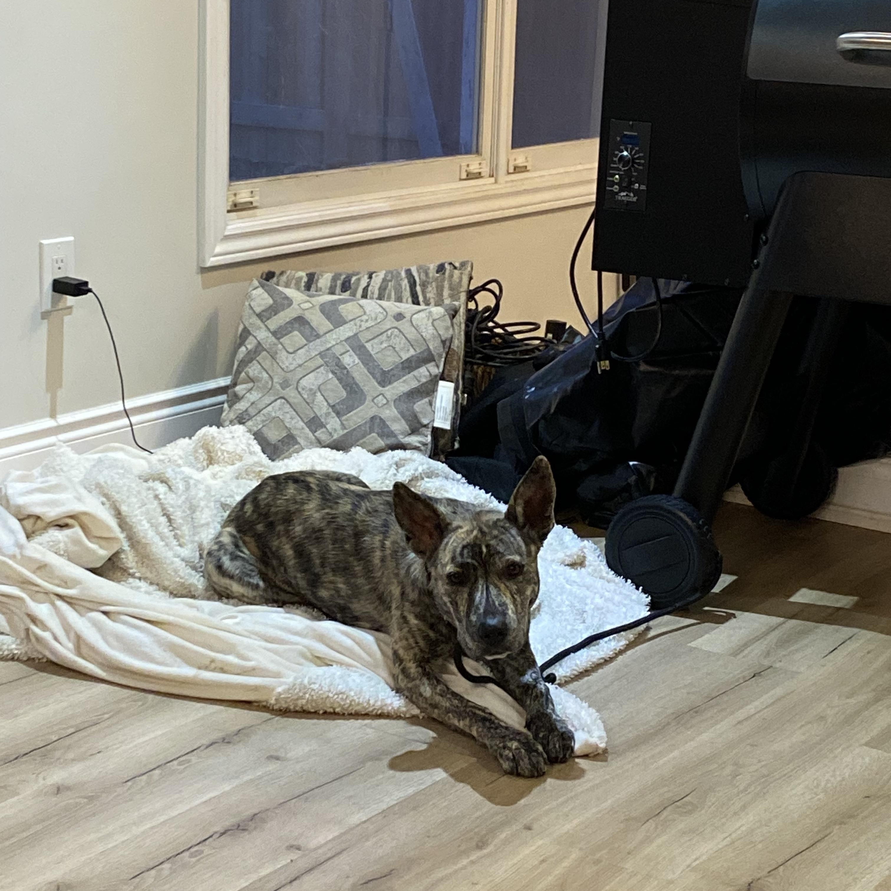 Enlarge Willow, a ADOPTABLE mixed breed in St Catharines, ON image 3/3