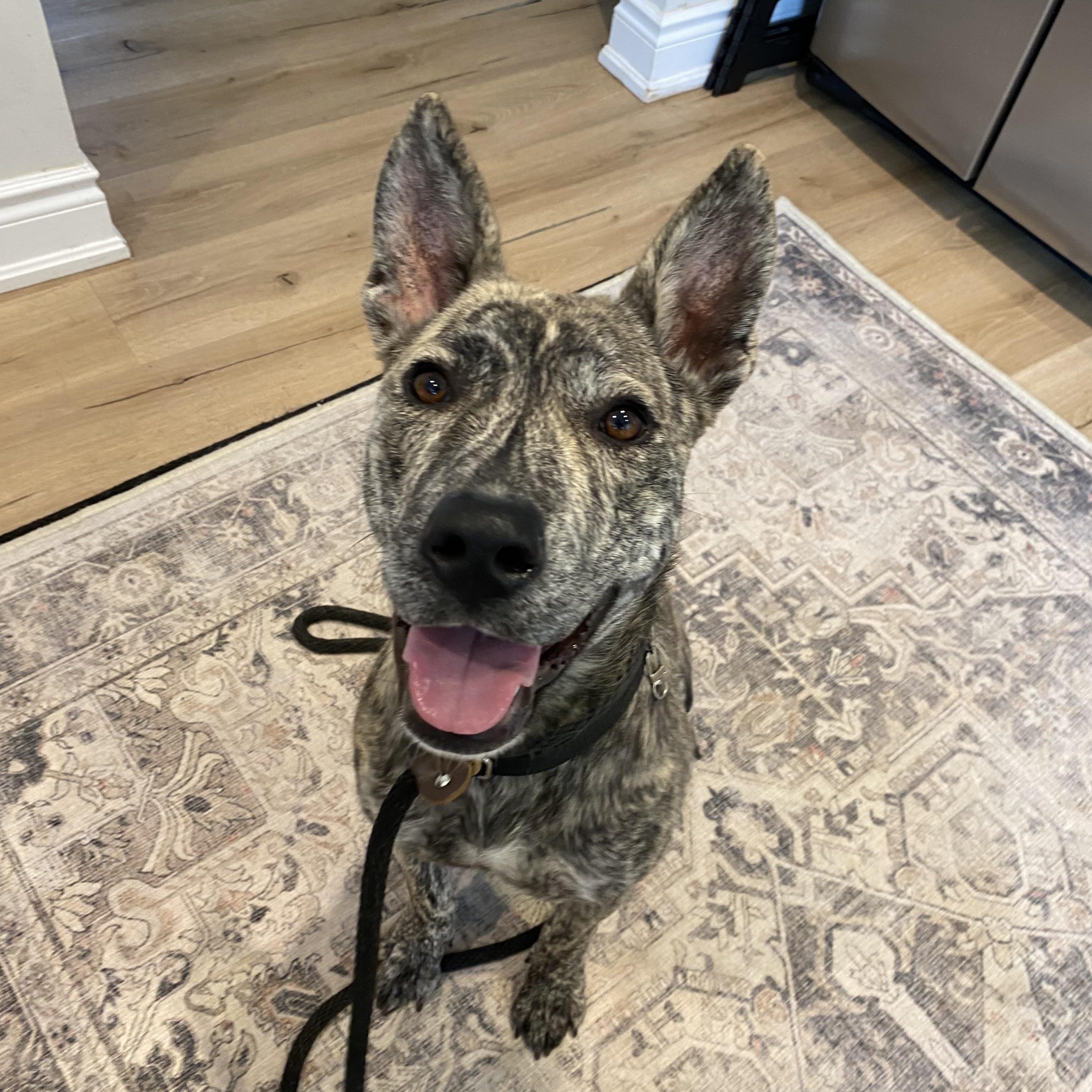 Willow, ADOPTABLE, Young Female Dutch Shepherd.