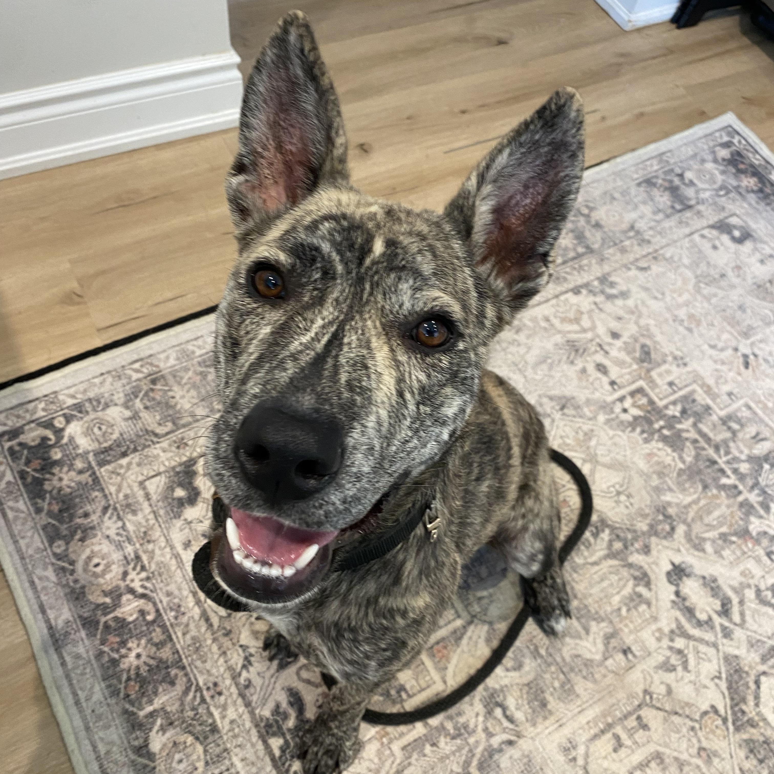 Enlarge Willow, a ADOPTABLE mixed breed in St Catharines, ON image 2/3