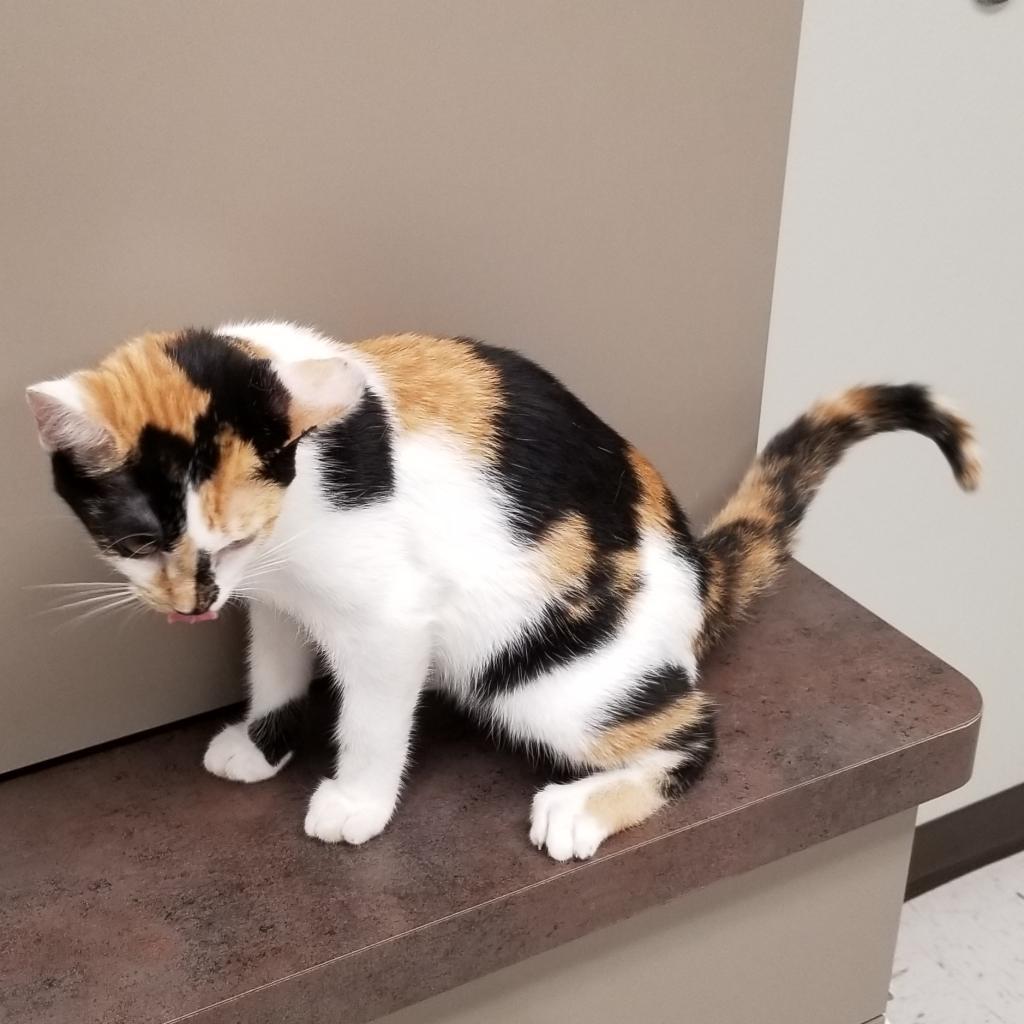 Enlarge Bella, a Adoptable Domestic Short Hair in Portland, TX image 2/2