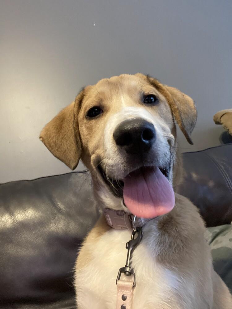 Cooper, a Adoptable mixed breed in Douglasville, GA image 4/6