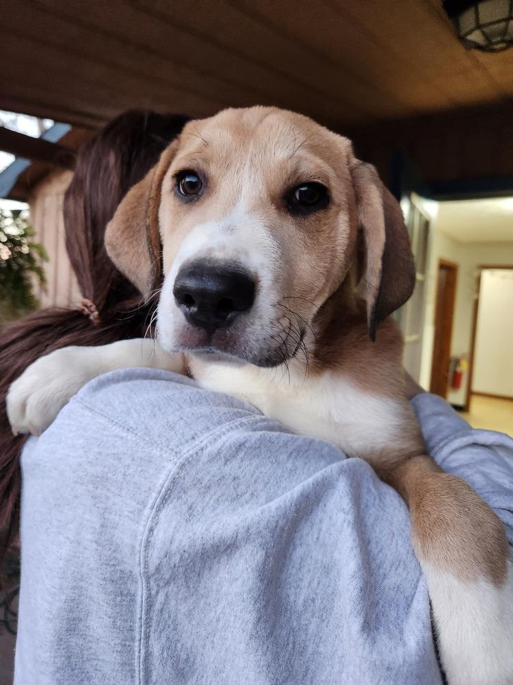 Cooper, a Adoptable mixed breed in Douglasville, GA image 5/6