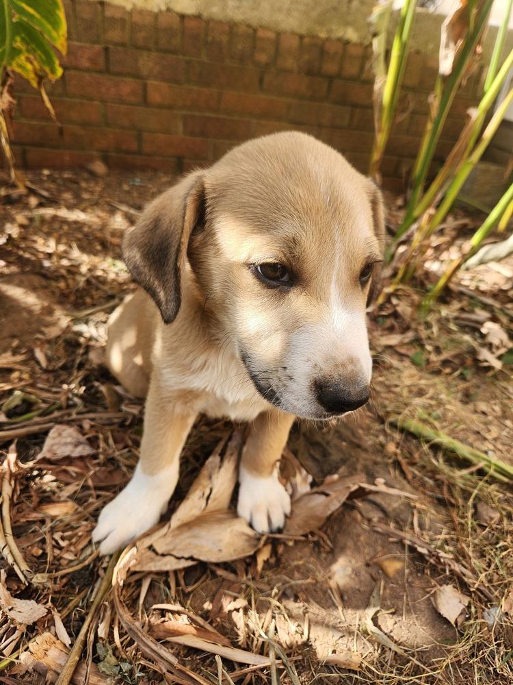 Cooper, a Adoptable mixed breed in Douglasville, GA image 2/6