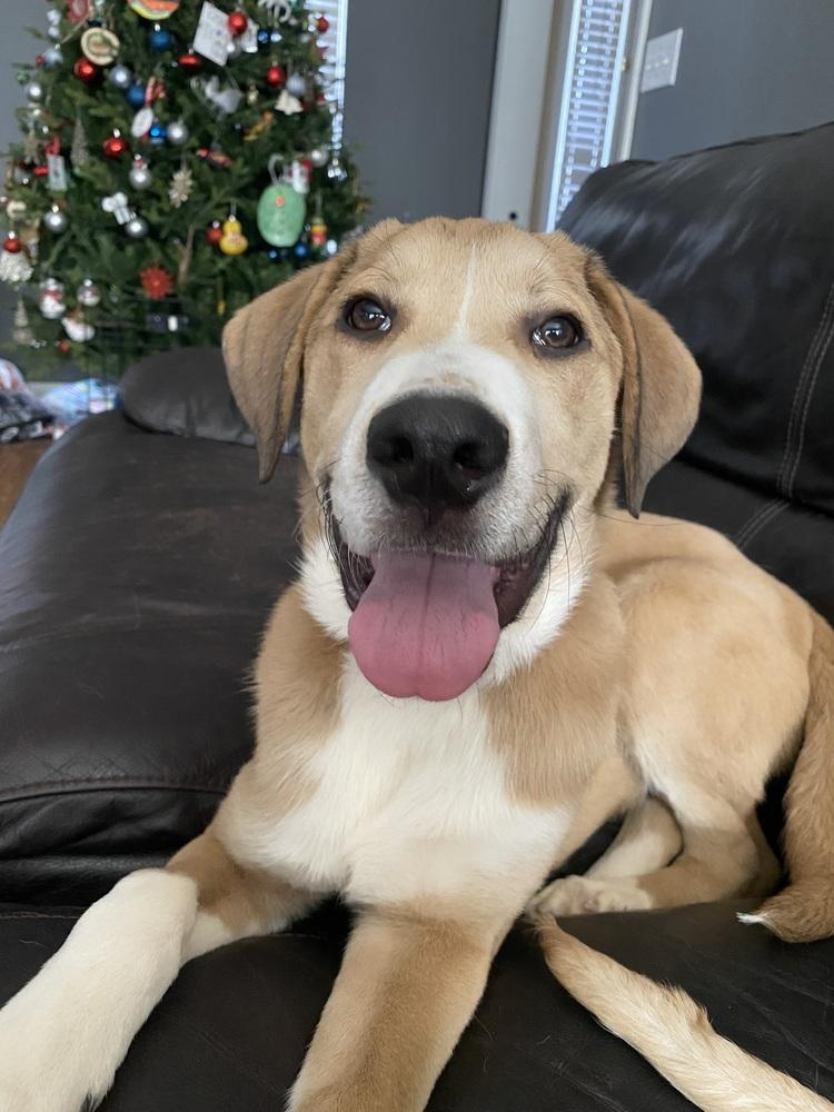 Cooper, a Adoptable mixed breed in Douglasville, GA image 6/6