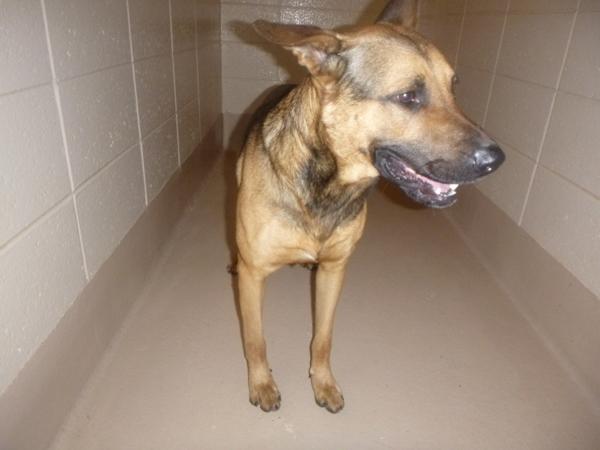 Pen 114 Champ, a Adoptable mixed breed in Lawrenceville, GA image 1/3