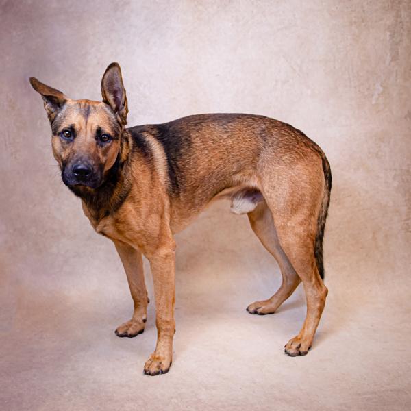 Pen 114 Champ, a Adoptable mixed breed in Lawrenceville, GA image 2/3