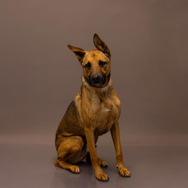 Pen 114 Champ, a Adoptable mixed breed in Lawrenceville, GA image 3/3