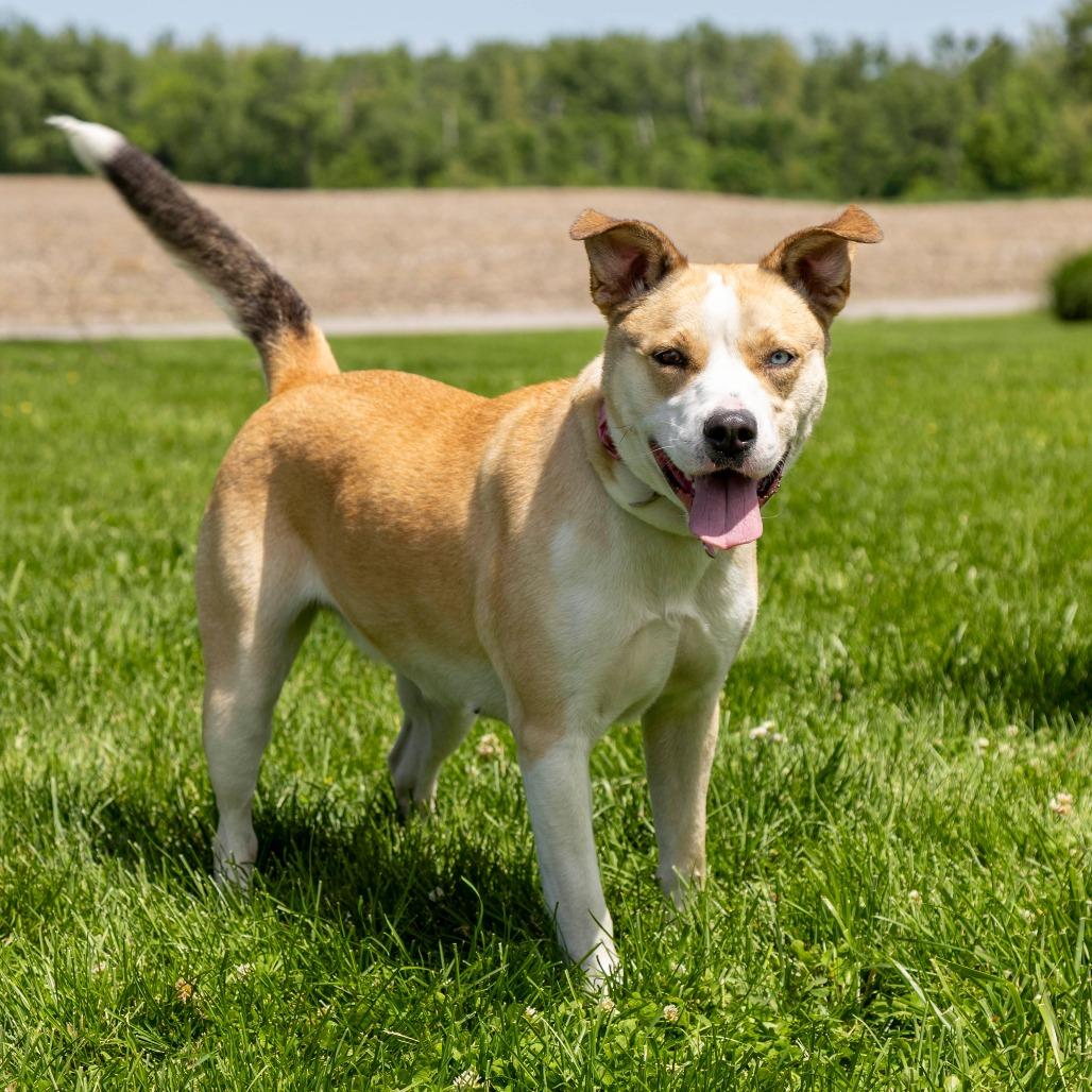 Jazzy, Adoptable, Adult Female Mixed Breed.