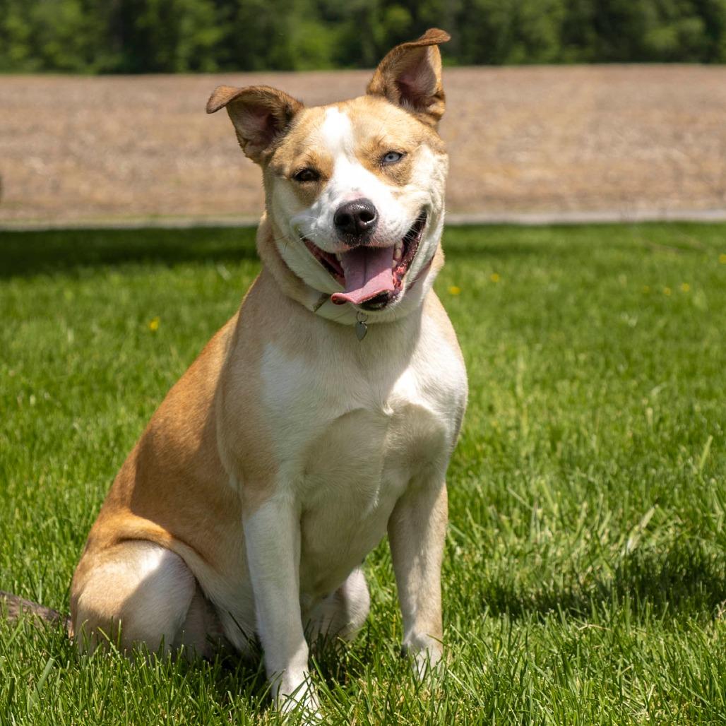 Jazzy, a Adoptable Mixed Breed in Troy, IL image 2/3