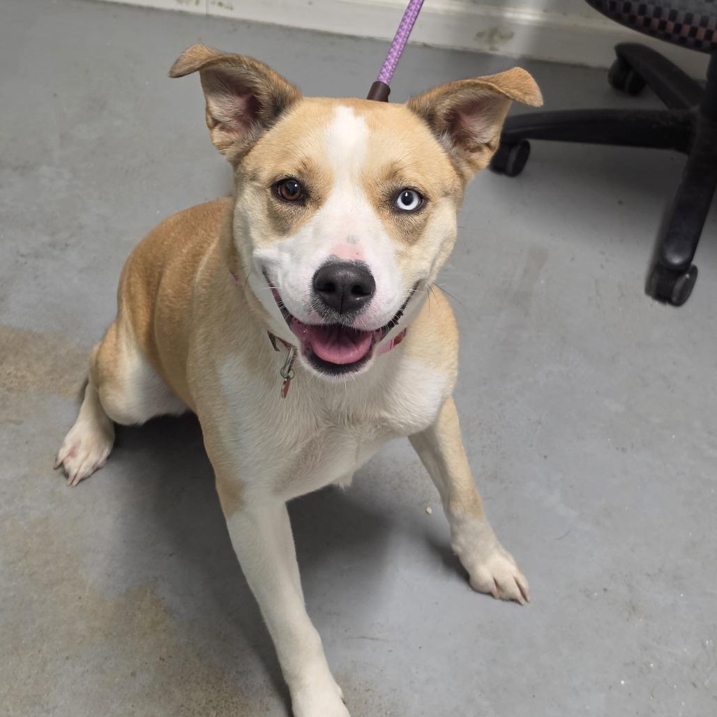 Jazzy, a Adoptable Mixed Breed in Troy, IL image 3/3