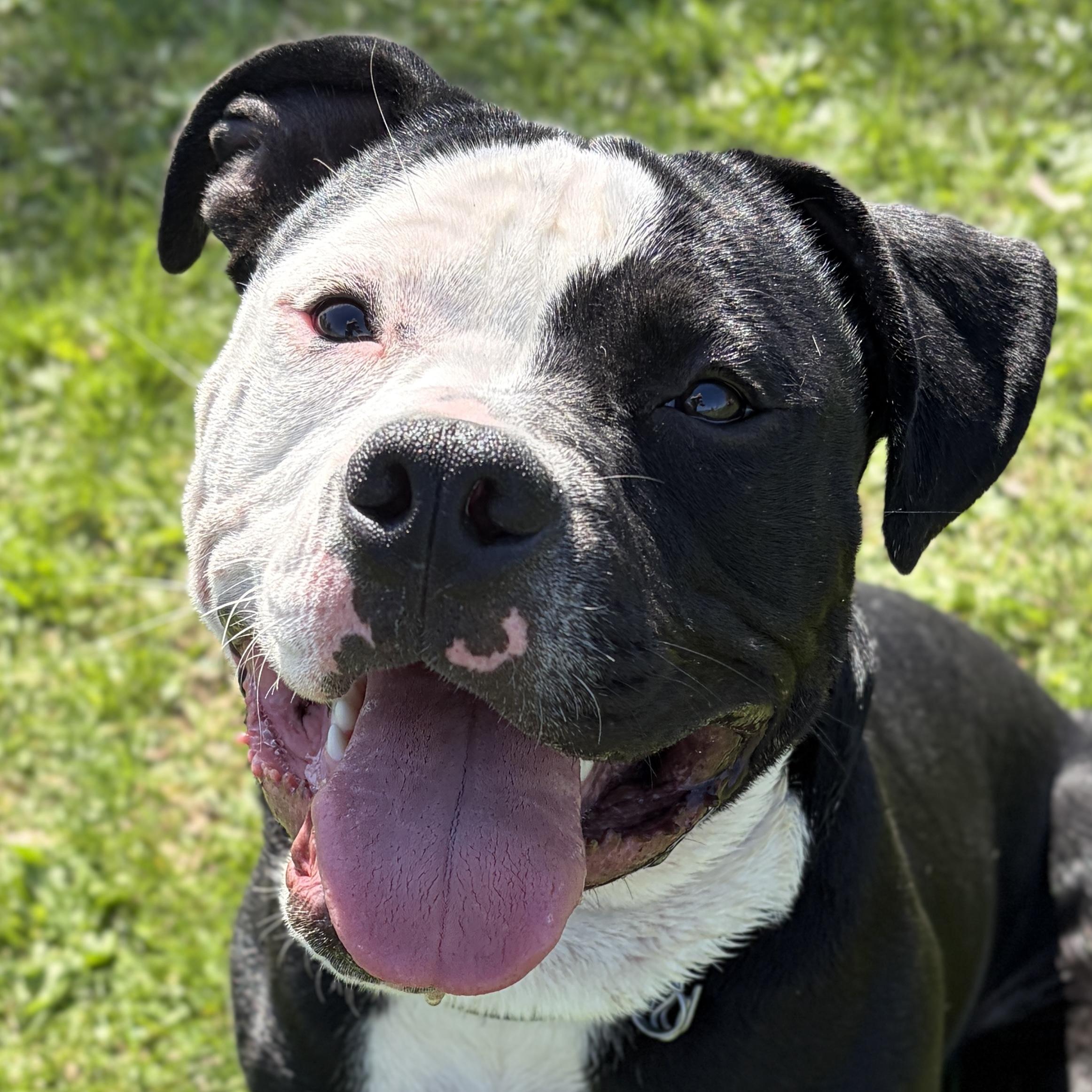 Enlarge Onyx - Name Your Own Adoption Fee!, a ADOPTABLE mixed breed in Jefferson, WI image 1/4
