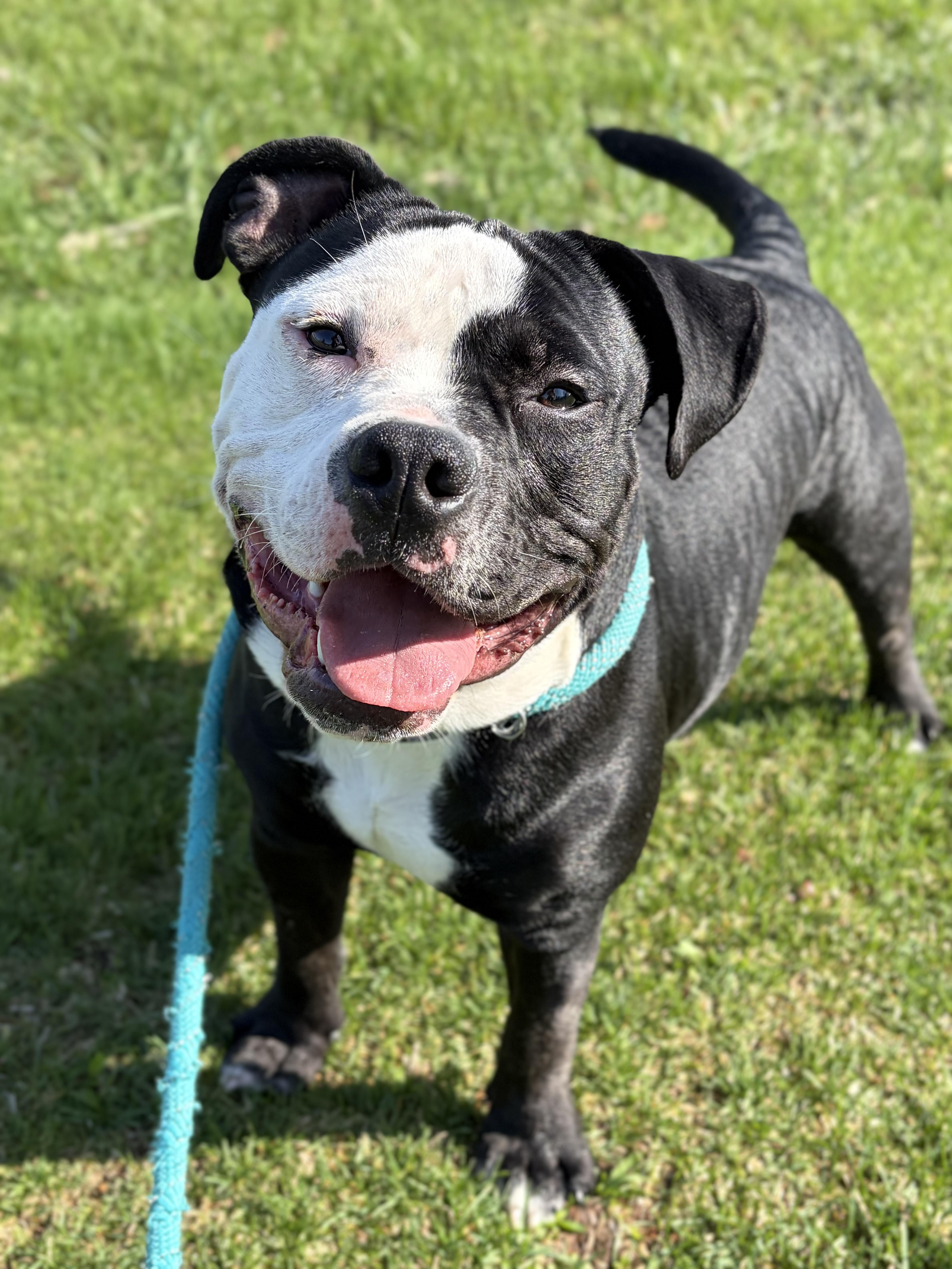 Enlarge Onyx - Name Your Own Adoption Fee!, a ADOPTABLE mixed breed in Jefferson, WI image 4/4